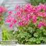 Geranium 'Intense'