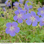Geranium 'Johnson's Blue'