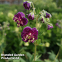 Geranium phaeum 'Joseph Green'