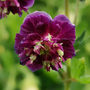 Geranium phaeum 'Joseph Green'