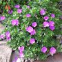 Geranium 'Little Charmer'