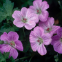 Geranium x riversleaianum 'Mavis Simpson'