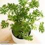 Geranium graveolens 'Mosquito Fighter'