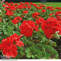 Geranium 'Moulin Rouge' F1 Hybrid - Seeds