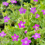 Geranium palustre (Marginal Aquatic)