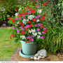 Geranium peltatum Trio
