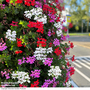 Geranium Trailing Collection