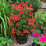 Geranium peltatum 'Red'