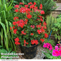 Geranium peltatum 'Red'