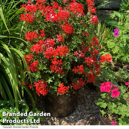 Geranium peltatum 'Red'