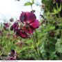 Geranium phaeum var. phaeum 'Samabor'