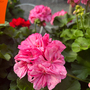 Geranium 'Big Eeze Pink Batik'