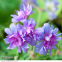 Geranium pratense 'Plenum Caeruleum'