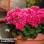 Geranium 'Pretty Little Pink Splash'