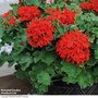 Geranium 'Quantum Red' - Seeds