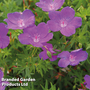 Geranium sanguineum