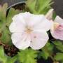 Geranium x cantabrigiense 'St Ola'