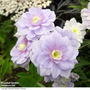 Geranium pratense 'Summer Skies'