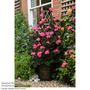 Garden Gear - Black & Gold Tower Pot™