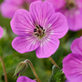 Geranium wallichianum 'Kelly-Anne'