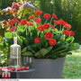 Gerbera 'Sweet Love'