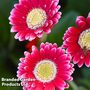 Gerbera garvinea 'Cheeky Magenta'