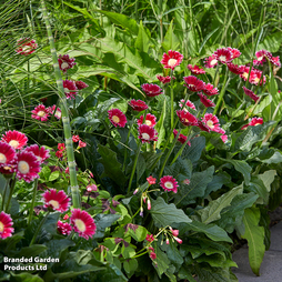 Gerbera garvinea 'Cheeky Magenta'