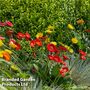 Gerbera garvinea 'Cheeky Collection'