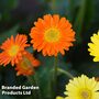 Gerbera garvinea 'Cheeky Orange'