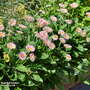 Gerbera garvinea 'Cheeky Pink'