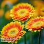 Gerbera 'Garvinea Sweet Blaze'