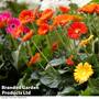 Nurserymans Choice Gerbera garvinea