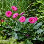 Gerbera 'Garvinea Sweet Sparkle'
