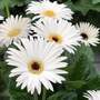 Gerbera 'Garvinea Sweet Frosting'