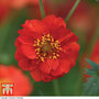 Geum flore-plena 'Blazing Sunset' - Seeds
