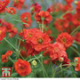 Geum 'Blazing Sunset'