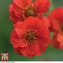 Geum flore-plena 'Blazing Sunset' - Seeds