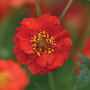 Geum 'Blazing Sunset'