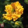 Geum 'Lady Stratheden'