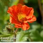 Geum Borisii