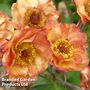 Geum 'Alabama Slammer'