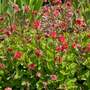 Geum 'Flames of Passion'