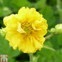 Geum 'Sunrise'