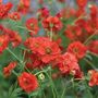 Geum flore plena 'Blazing Sunset' - Kew Flowerhouse Collection Seeds