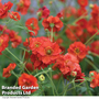 Geum flore plena 'Blazing Sunset' - Kew Flowerhouse Seed Collection