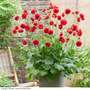 Geum 'Firestarter'