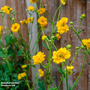 Geum 'Lady Stratheden'