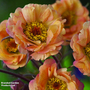 Geum 'Mai Tai'