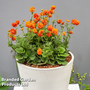 Geum 'Orange Pumpkin'