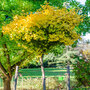 Ginkgo biloba 'Mariken'